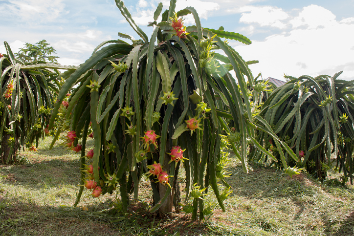 pitahaya kaktuse vili